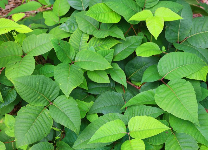 Poison Oak Removal in Harford County, MD