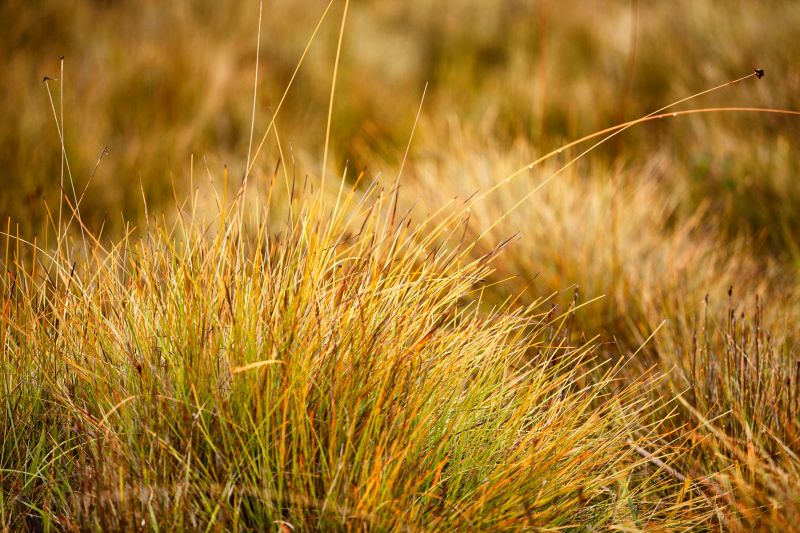 Native Grass Seeding