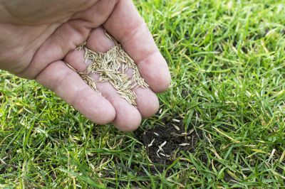 Residential Lawn Seeding in Ventura County, CA